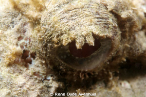 The eye of a Scorpion fish, shot with a Canon 350D and Ca... by Rene Oude Avenhuis 